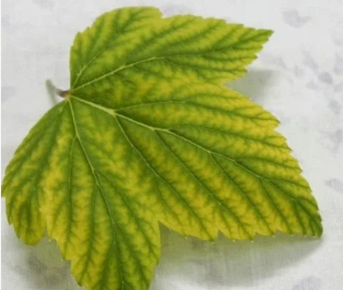 Хлороз жилковый