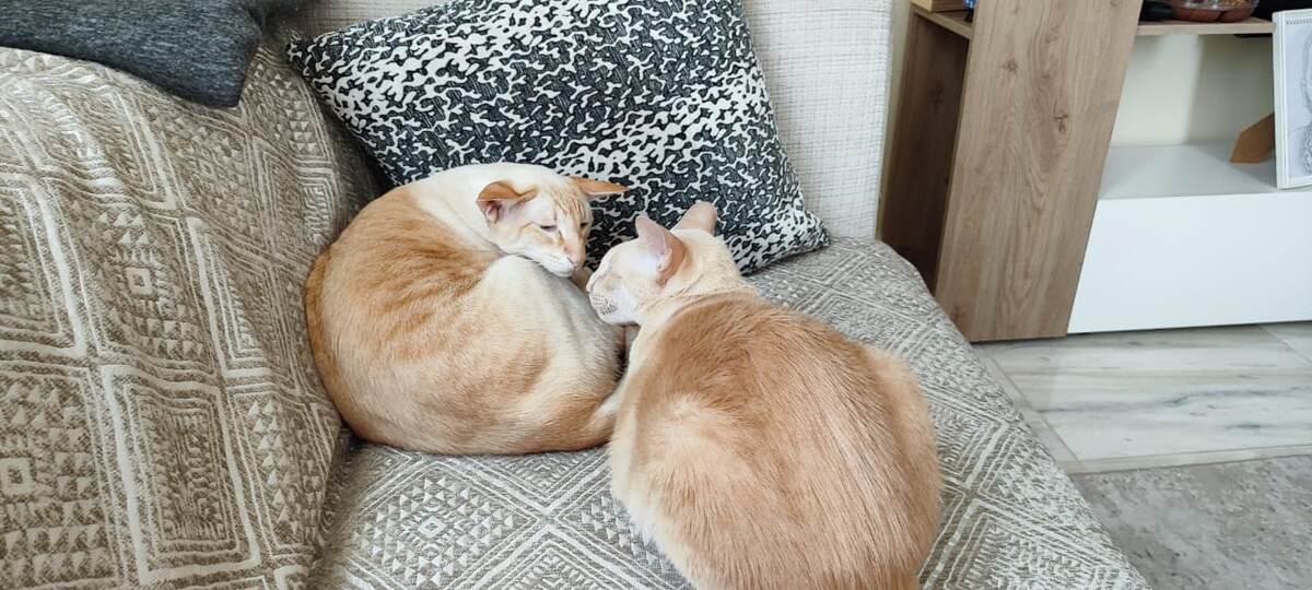 "Ты мой брат и я твой брат, а вместе мы 13 килограммов домашней радости" (фото из личного архива)