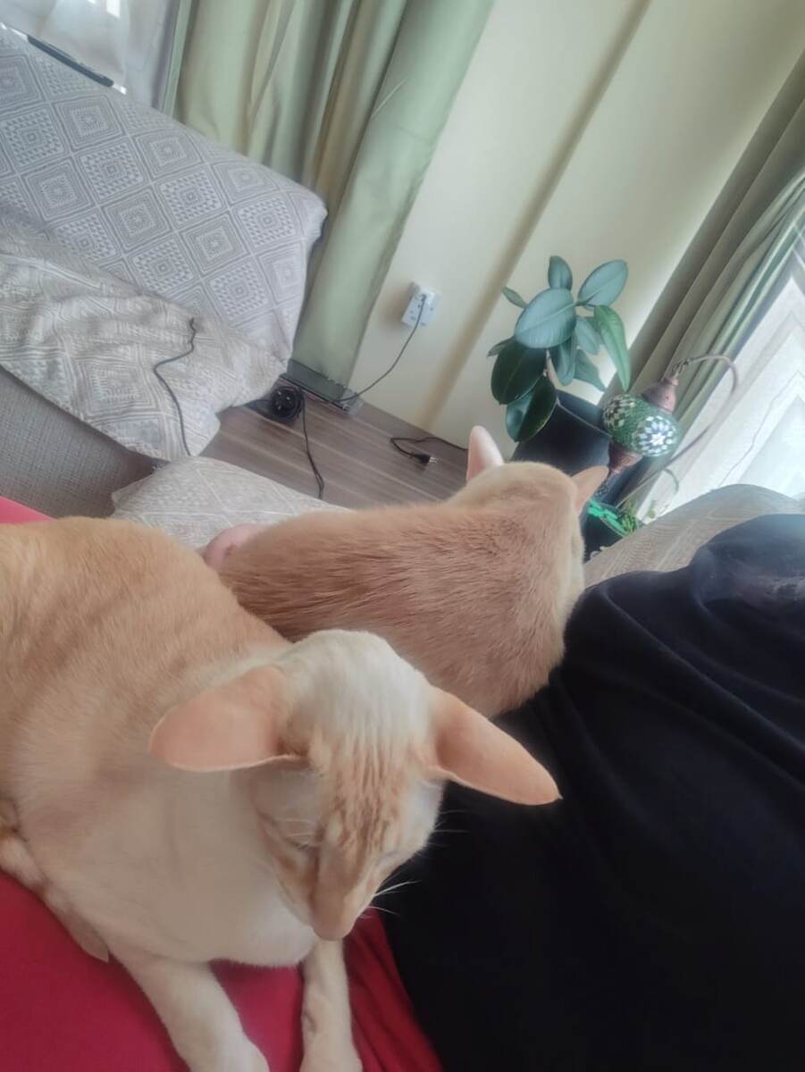 "Ох и откормила тебя хозяйка, Тутанхамон!" - кот Рамзес, который пытается пристроиться на коленях вторым номером