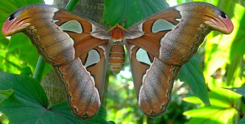 Взрослая бабочка павлиноглазка Атласа лишена возможности питаться. У неё нет рта.... Что за причуды природы?!