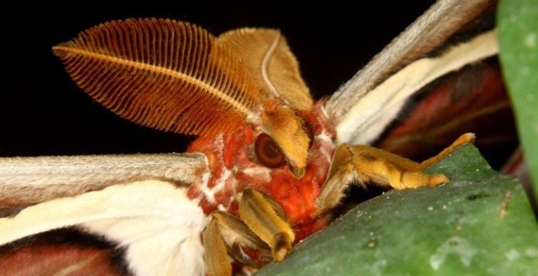 Ротовой аппарат у бабочек своеобразный – длинный хоботок, в который превратились длинные лопасти нижней челюсти. Такой рот позволяет бабочкам высасывать соки из фруктов или нектар из цветов. Но у Атласа такого хоботка, увы, нет!