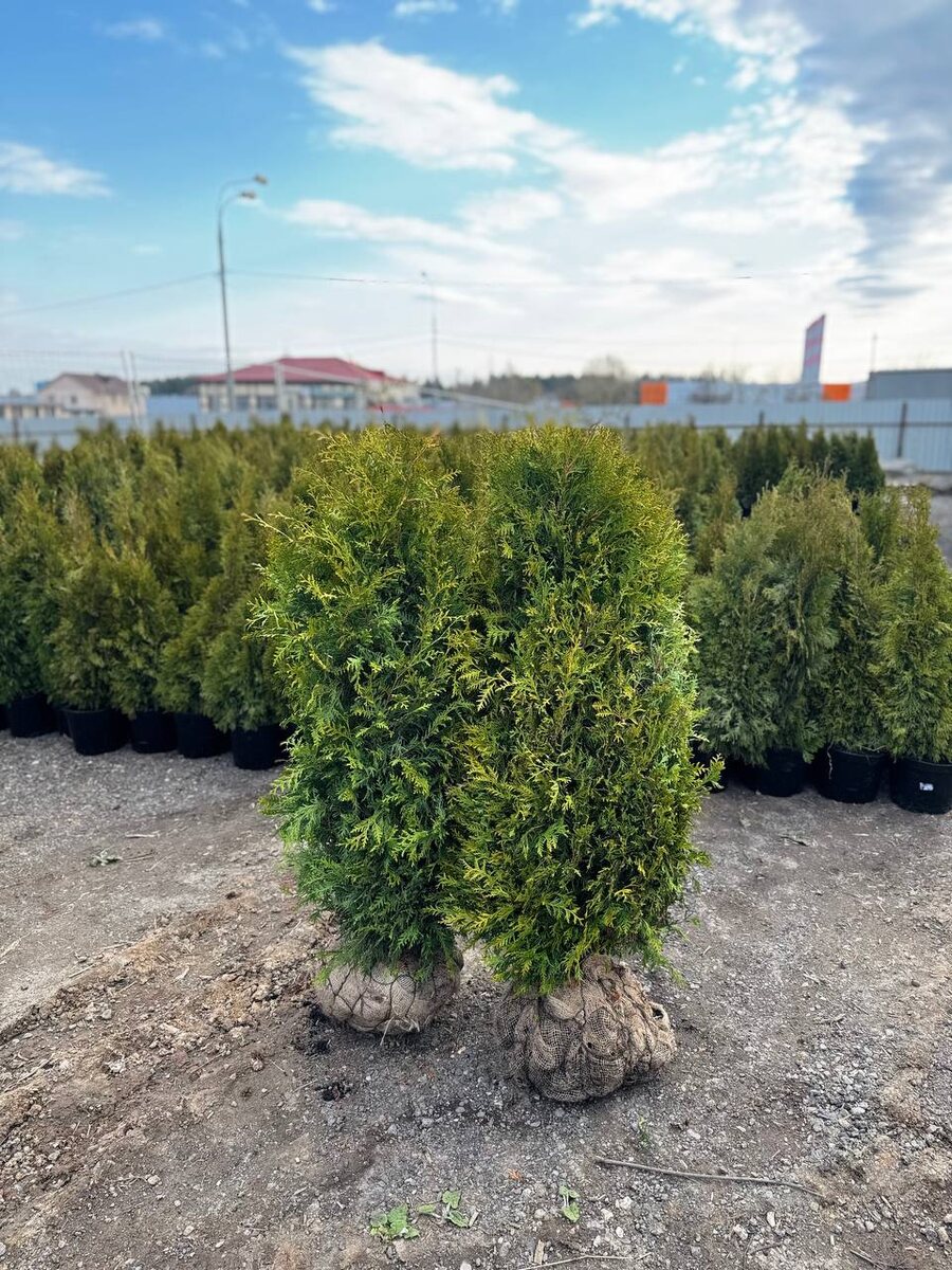 Туя западная ‘Брабант’ из питомника растений Миросад