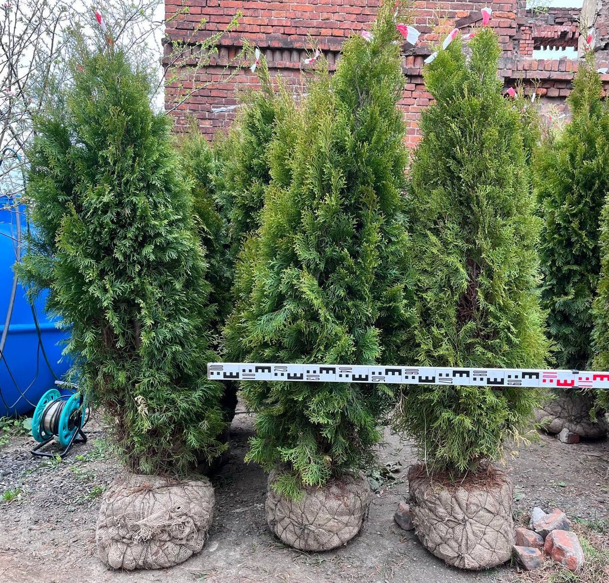 Туя западная ‘Смарагд’ из питомника растений Миросад