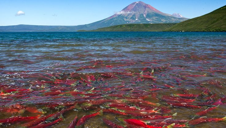 Почему в магазинах рыба все дороже, а на Камчатке ей «все свалки завалены»