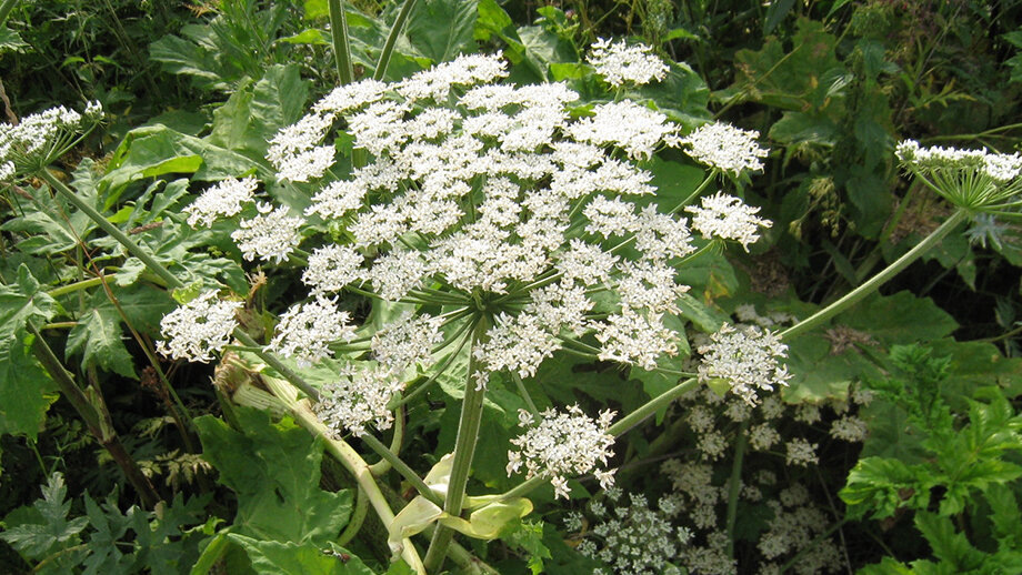 За недосмотр за борщевиком грозит штраф до 5 тыс. рублей. | Фото: Ummagumma/CC BY-SA 3.0