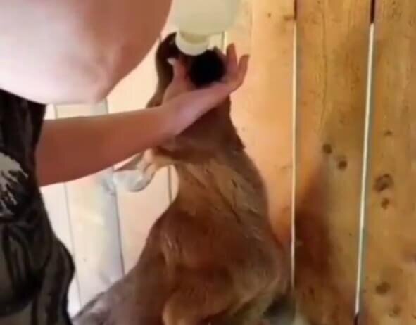    Фото: Минсельхоз Тульской области