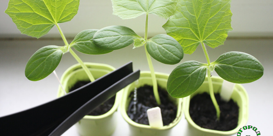 Полив рассады огурцов: маленькие хитрости для большого урожая