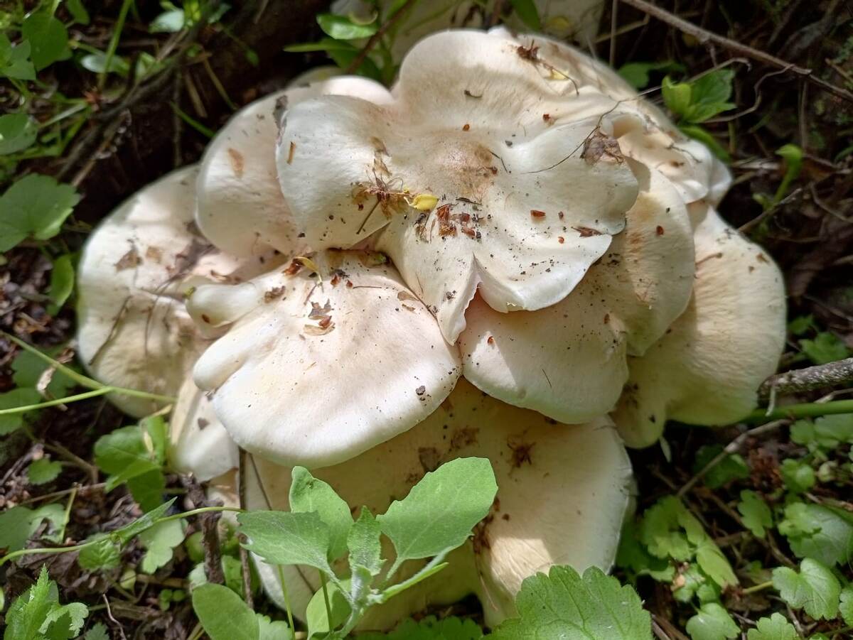 Энтолома садовая-поджерделовик. Фото авторов