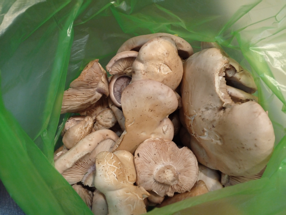 Синеножка, найденная в Дигории. Фото авторов