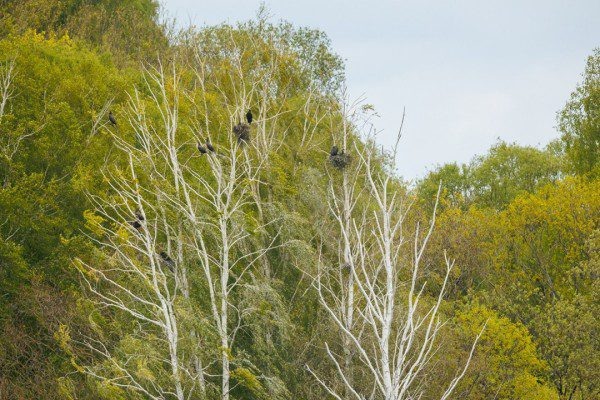 Фото: Д. Голубев и Д. Пронин из группы Орловского отделения Союза охраны птиц  📷
