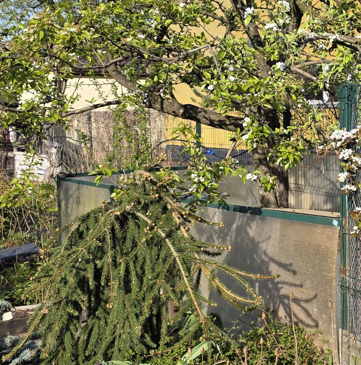 Вольера для кроликов сейчас. Площадь - 12 кв м.