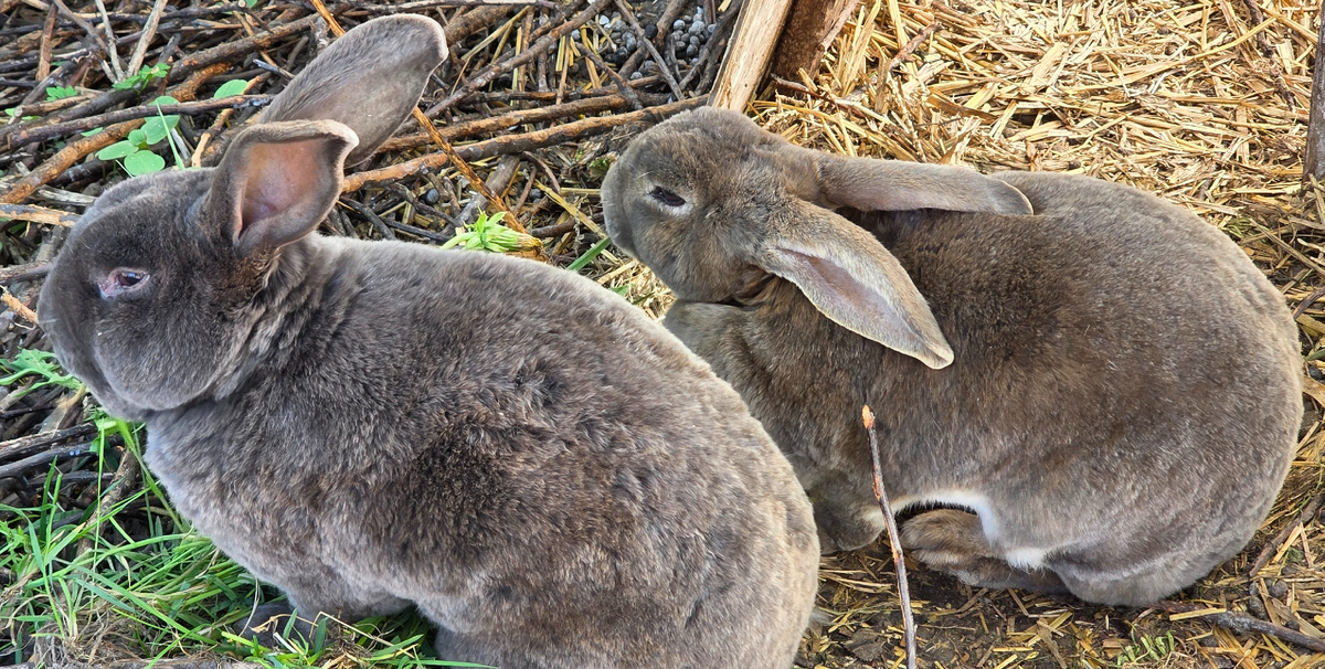 Тут он (на переднем плане) с дочкой своей, тоже уже пожилой. На щечки его обратите внимание.