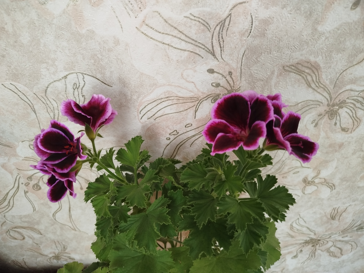 Пеларгония