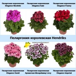 Разнообразие сорта пеларгонии.