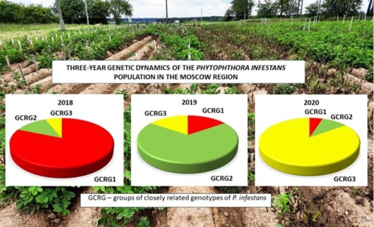    Популяции фитофторы в Московской области отличаются от европейских в сторону меньшей агрессивности