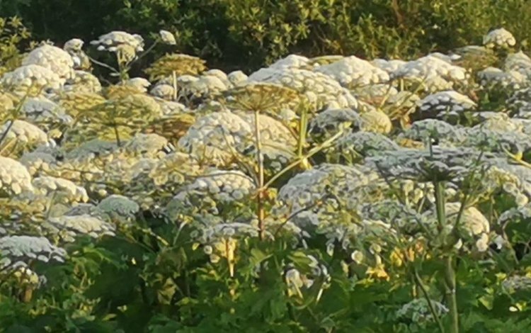    Какие растения способны вытеснять борщевик Сосновского