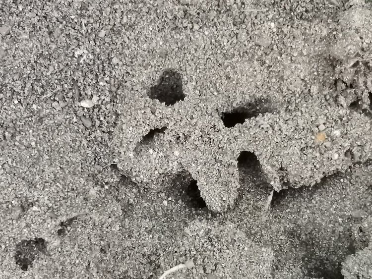    Эффективные методы борьбы с муравьями: что помогает, а что – нет