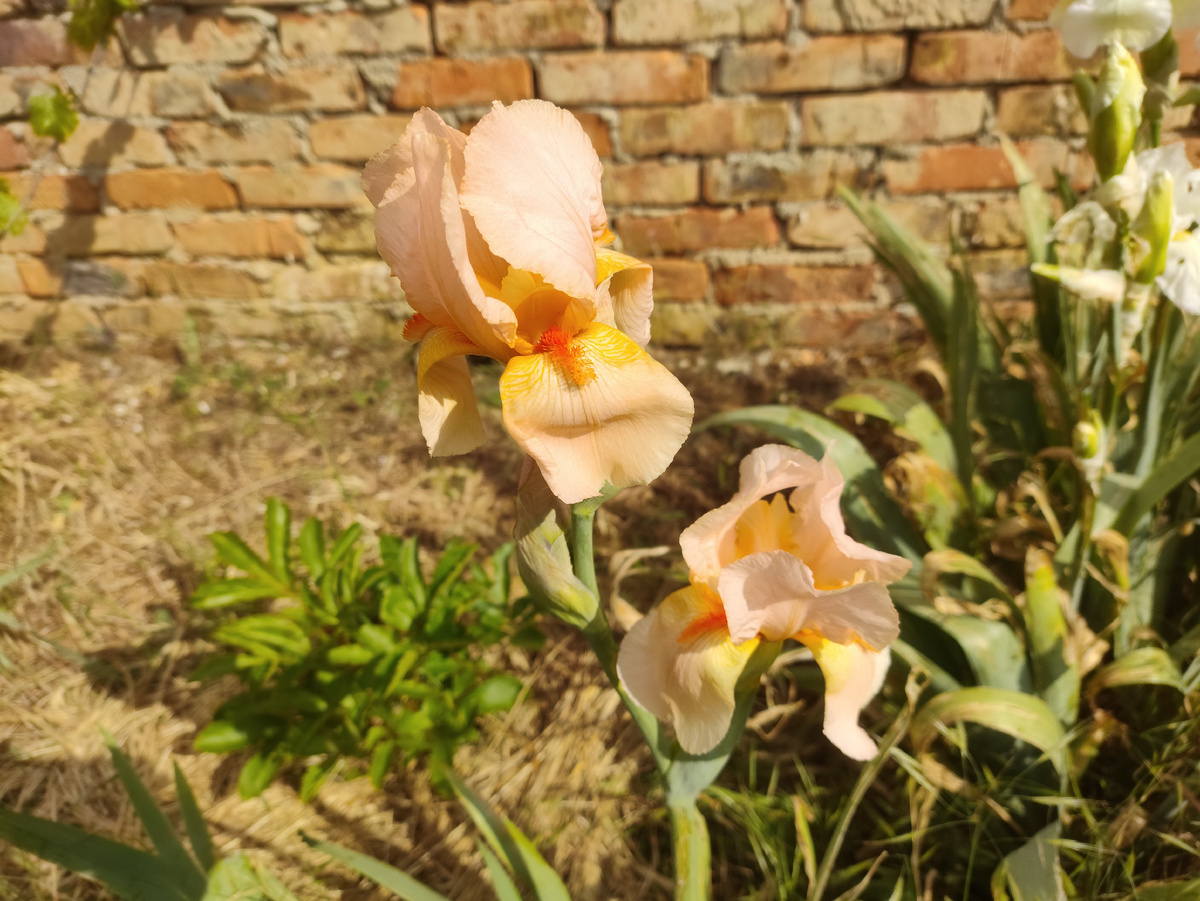 Уже два лососевых ириса