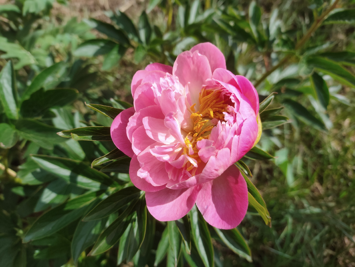 Розовый пион распускается. Я его два года ждала ))