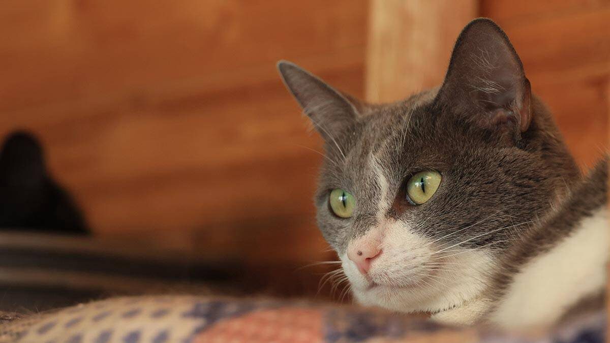    Фото: Сергей Шахиджанян / Вечерняя Москва