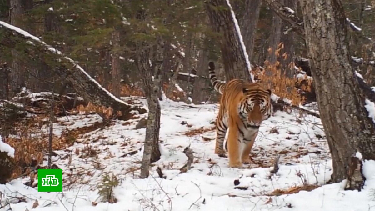    Почему амурские тигры стали чаще выходить к селам на Дальнем Востоке