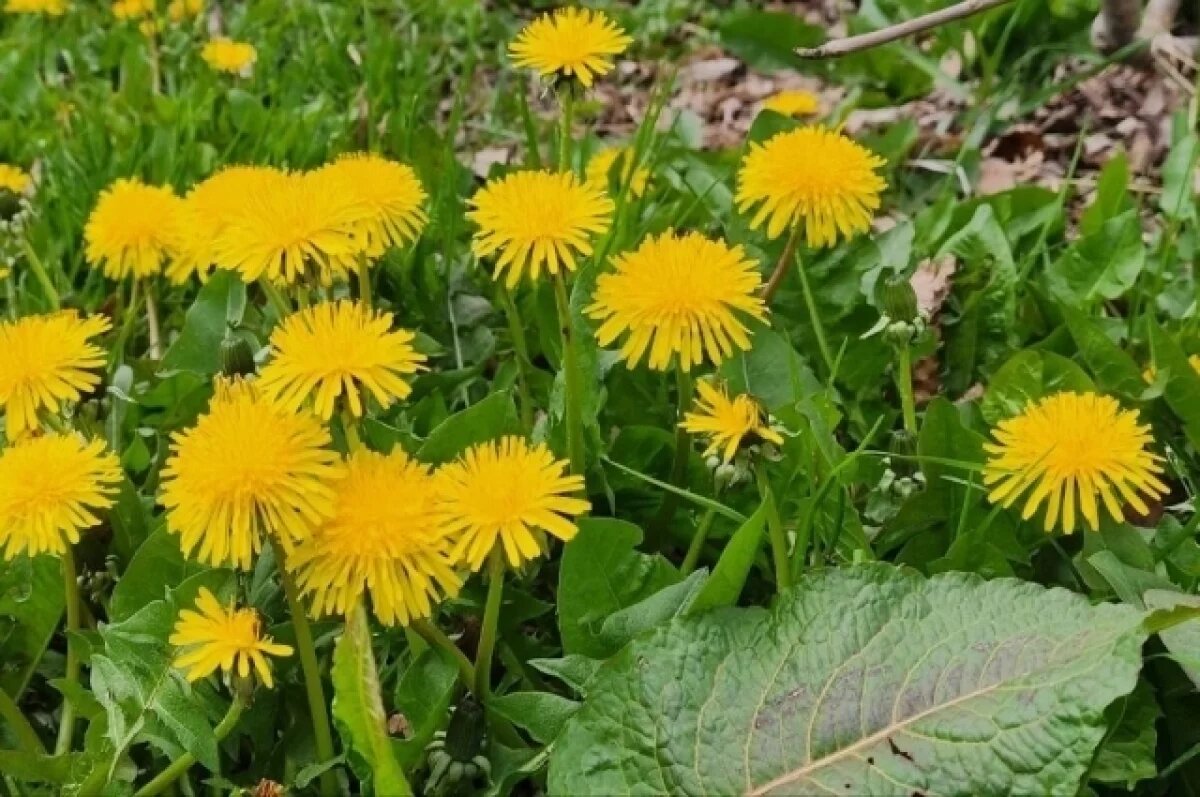    Яков Теплый.