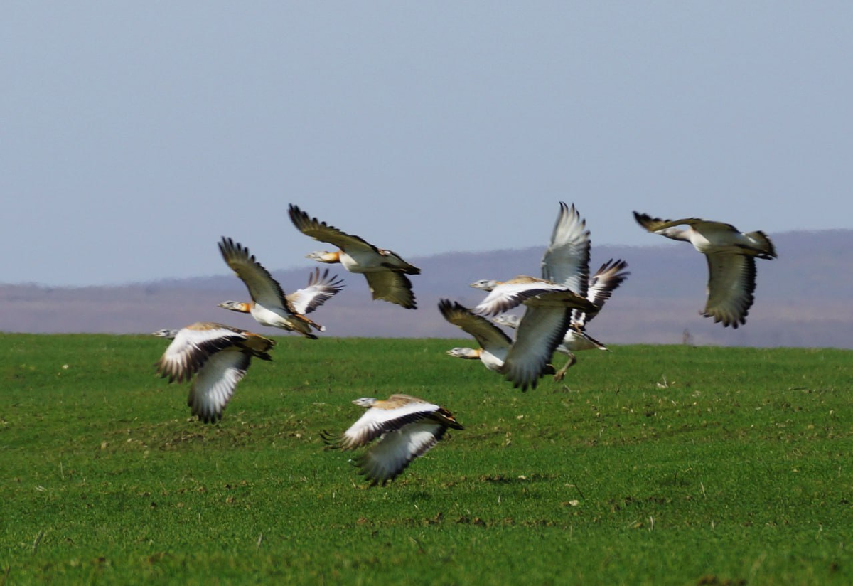 Фото И. Сикорского