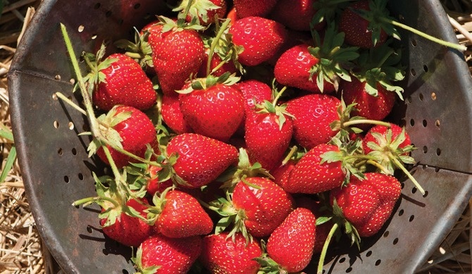 Вот что делает клубнику сладкой - и 3 модные подкормки, которые слаще не сделают. И что нужно для сладости и вкуса: агрономы советуют