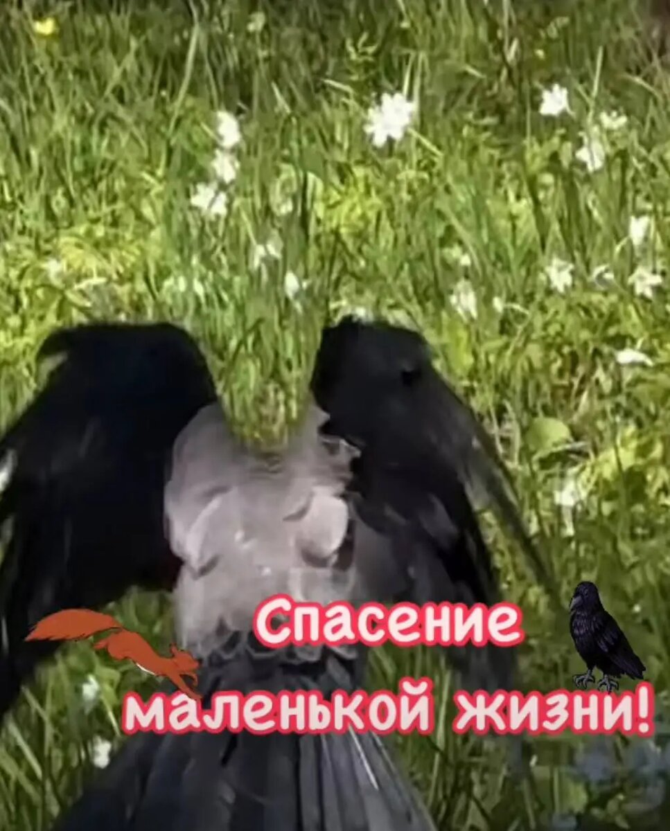    Фото: скриншот видео из соцсетей