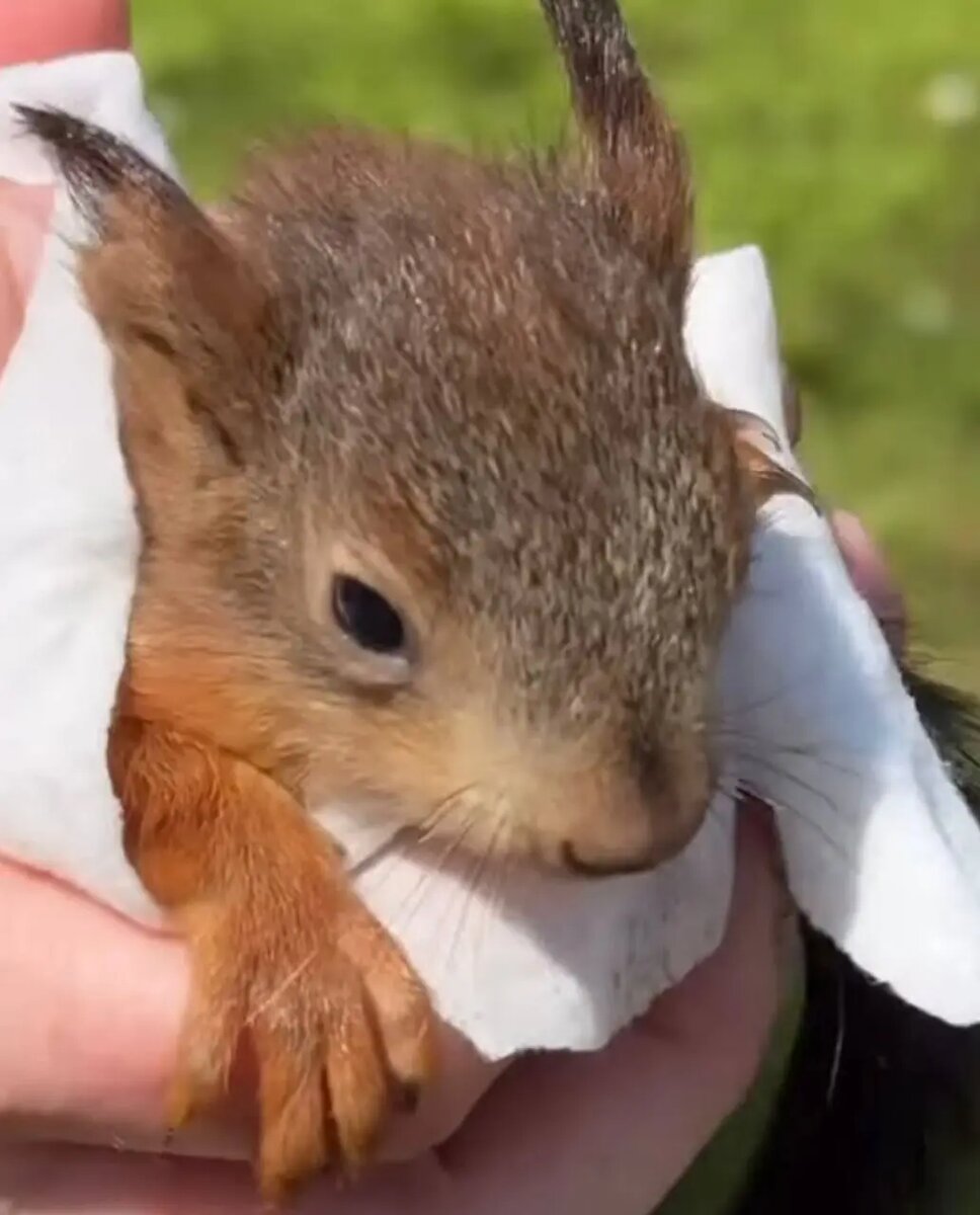    Фото: скриншот видео из соцсетей