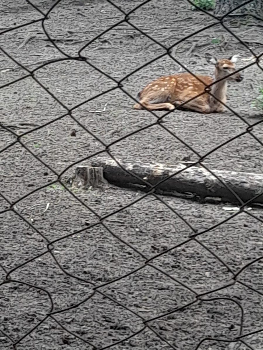 Пятнистый олень