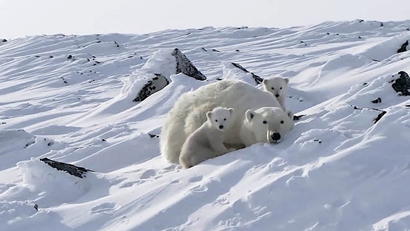 Источник: ks87.ru