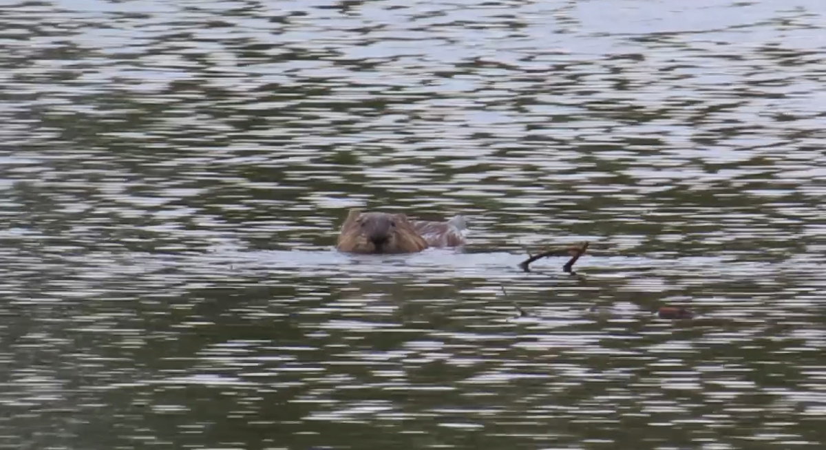    Не бобер, а ондатра: В заказнике «Губерлинские горы» показали удивительного обитателя Оренбургской области
