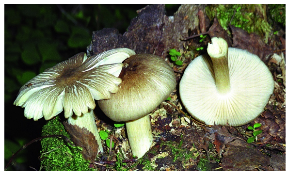 Плютей олений

