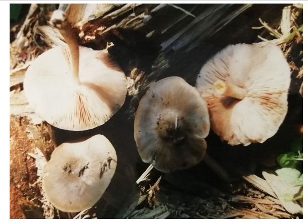 Плютей чернокрайний