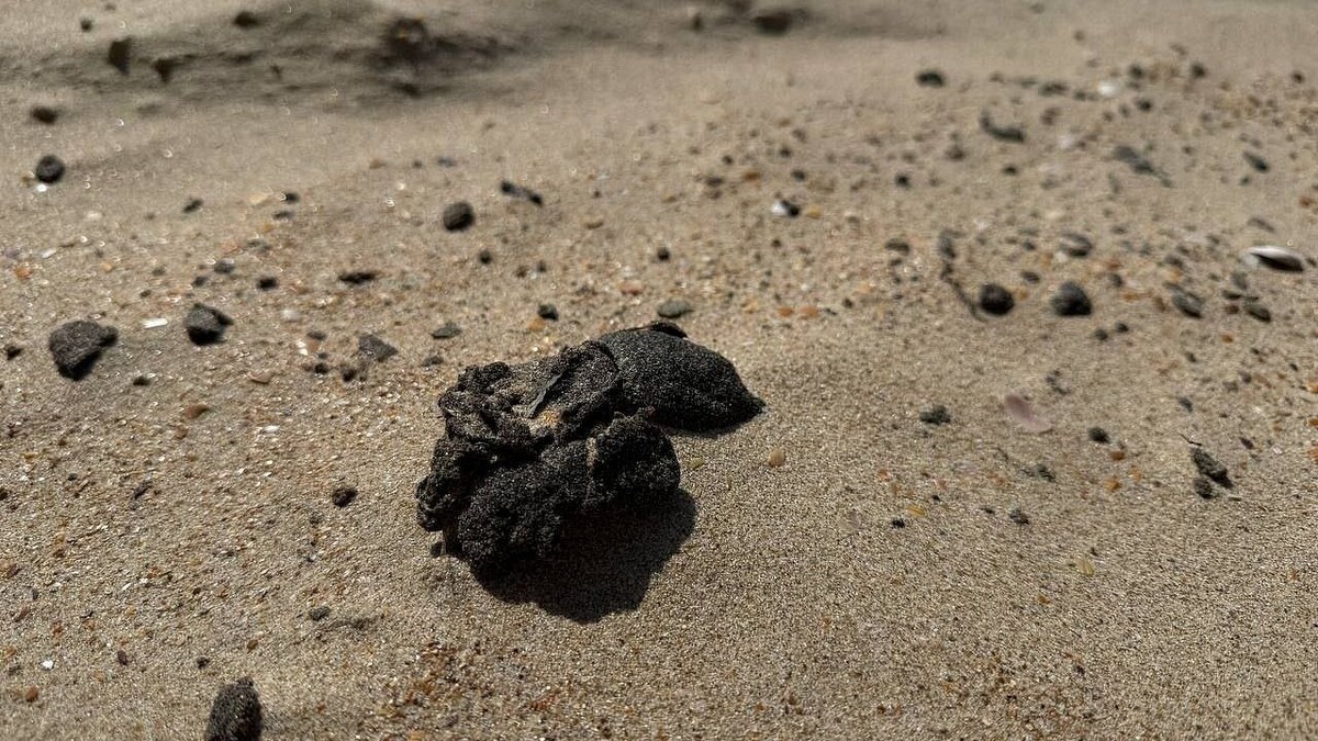    Фото: телеканал «Краснодар»