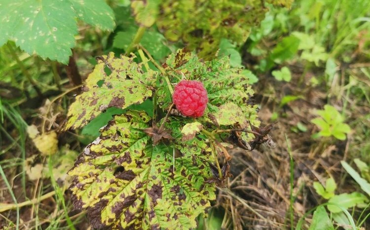    Чем обработать малину от болезней