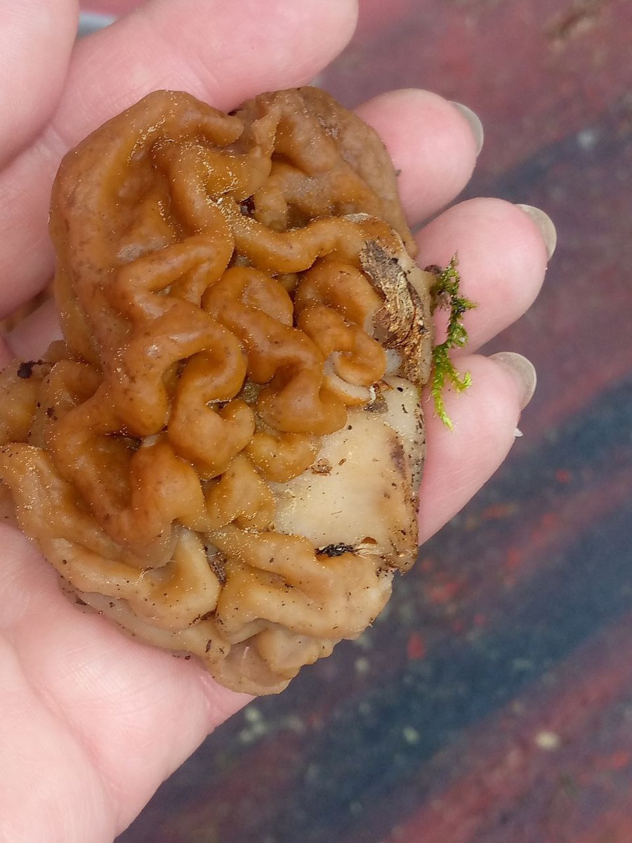 Истринские строчки