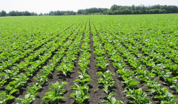   Фото: АгроЛидер