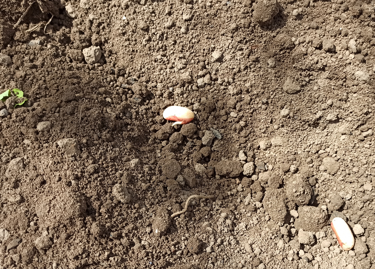 Фото автора. Пророщенная заранее фасоль