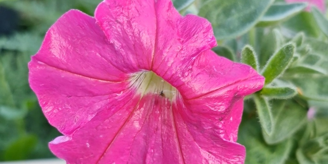 Как вырастить пышную петунию: секреты прищипки для обильного цветения