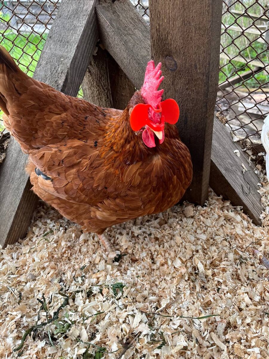 Курица в очках, листайте карусель 