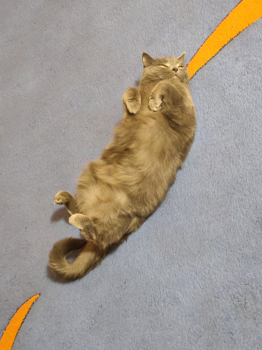 Как отдыхают кошки?