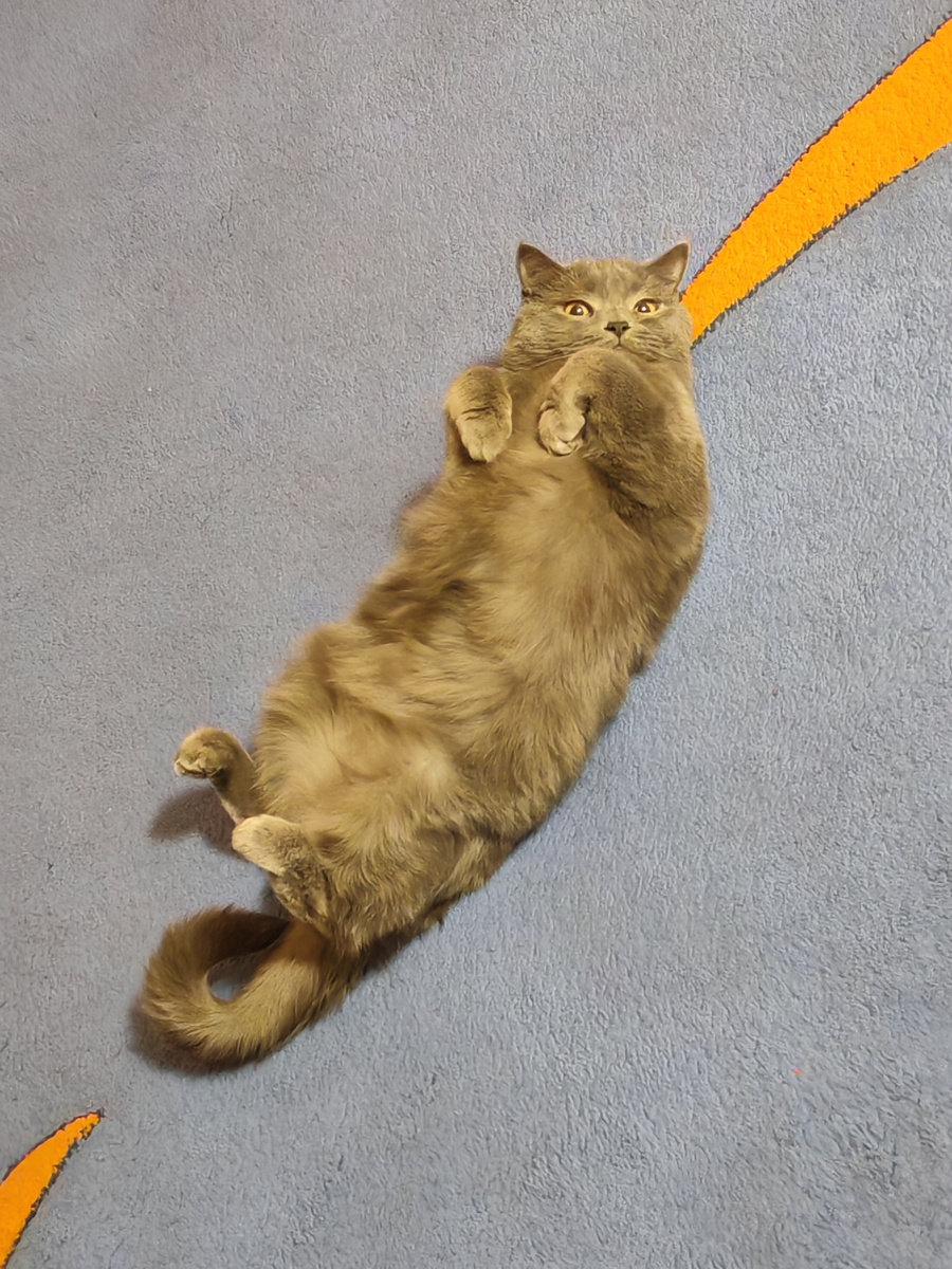 Интересный факт о кошках: