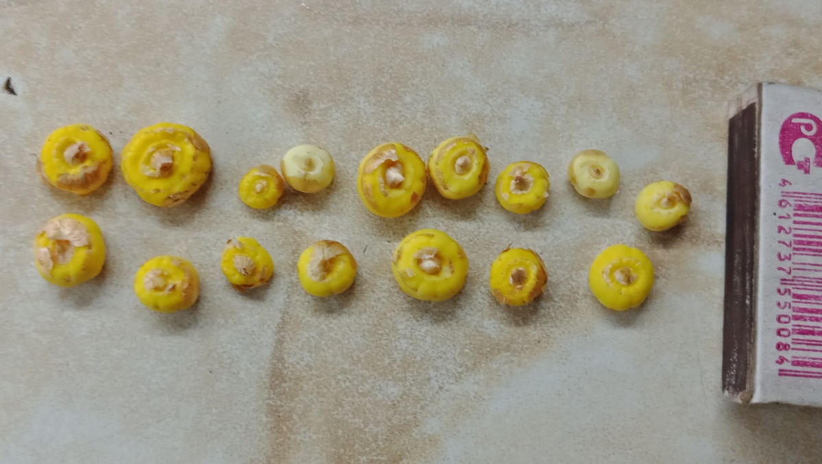 луковицы из деток