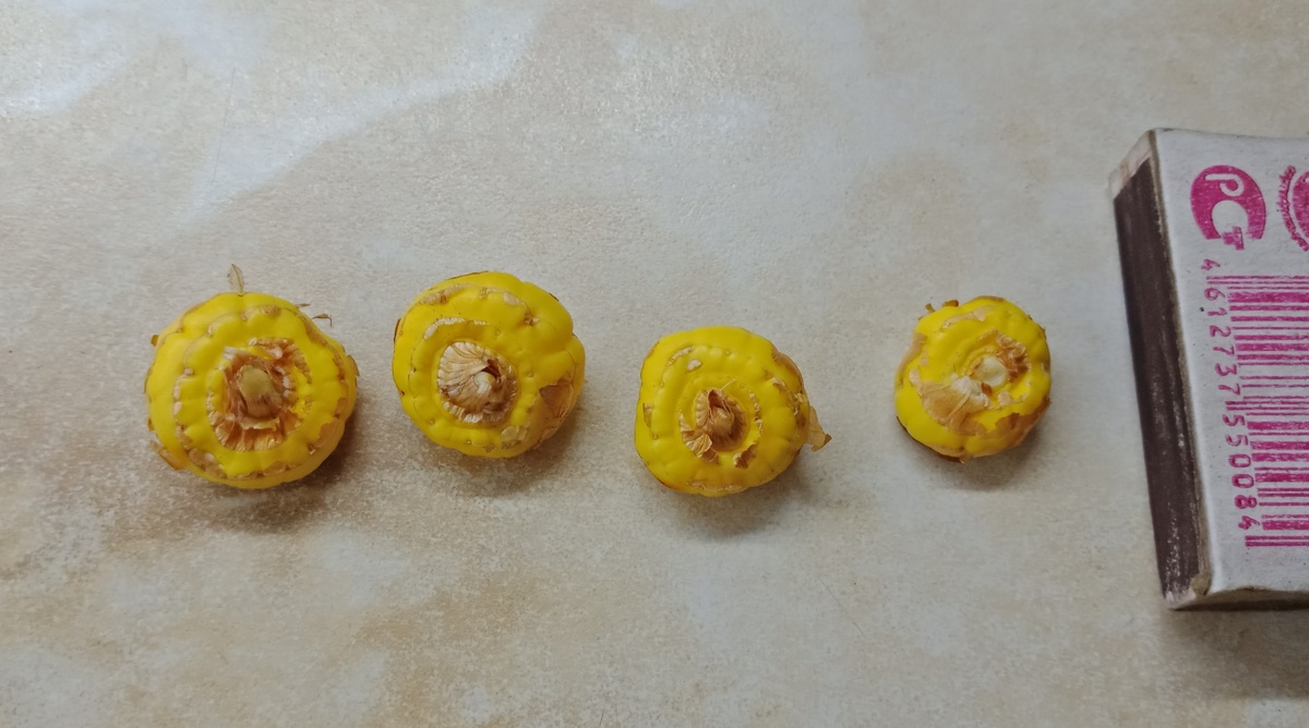 луковицы второго года