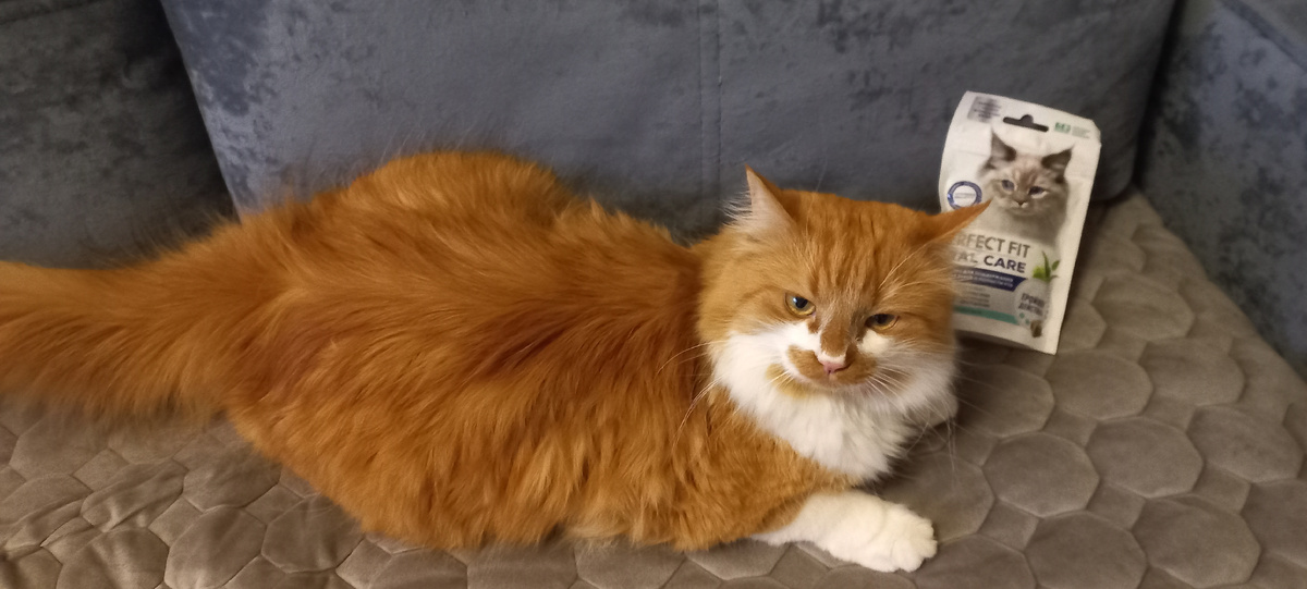   Фото личное, кот Степан