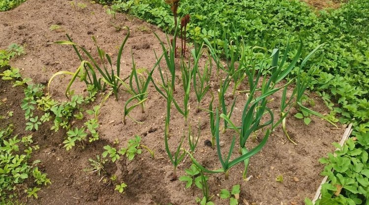    У чеснока пожелтели листья после заморозков: кормить азотом и рыхлить