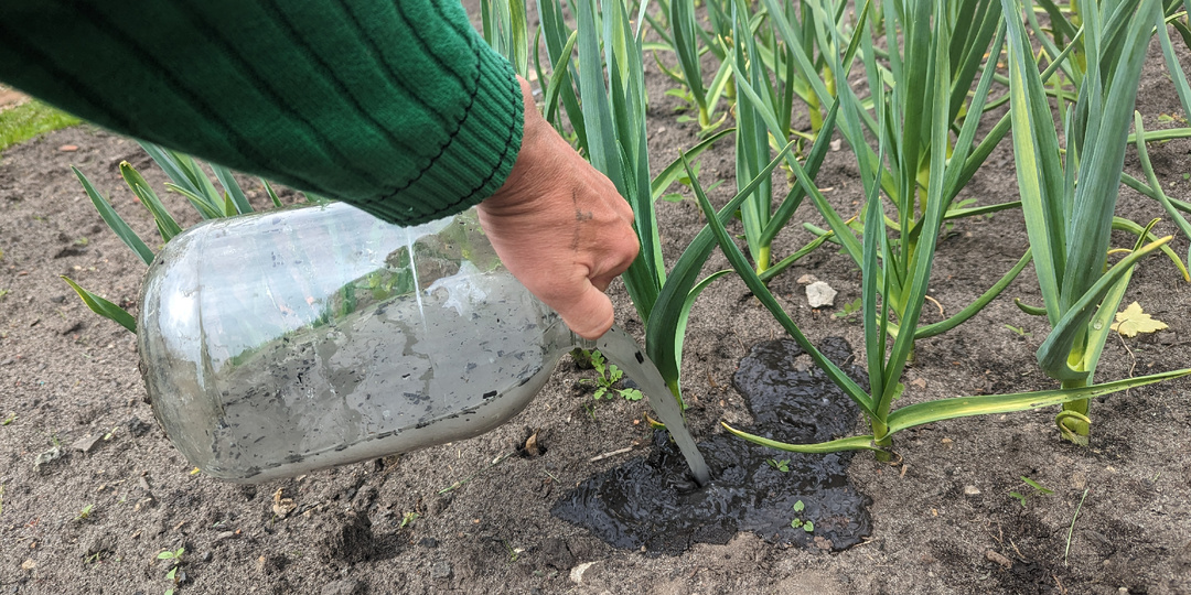 Подкармливаю этим чеснок в мае. Перья не желтеют, а головки растут с кулак.