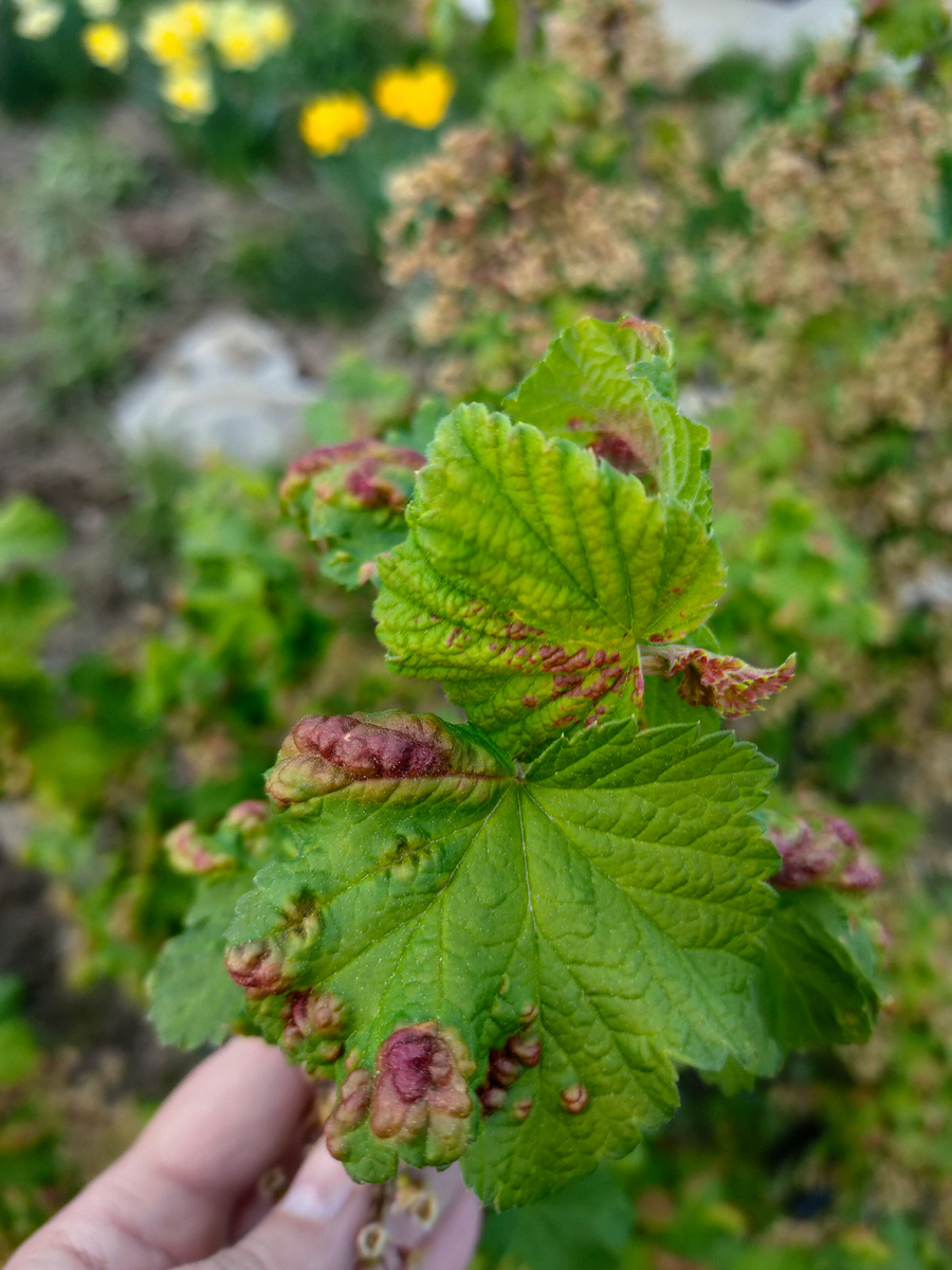 Галловая тля